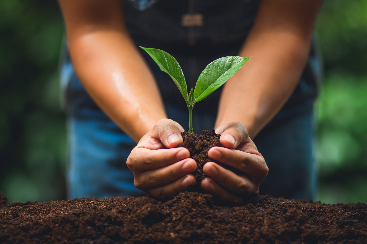 Young tree Tree Planting Tree care Watering a tree in nature